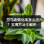 亚马逊转化率怎么提升？实用方法全解析（图1）